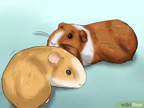 Imagen titulada Convince Your Parents to Buy You a Guinea Pig Step 6