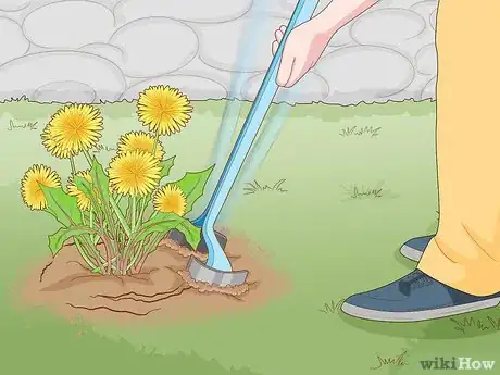 Imagen titulada Get Rid of Dandelions in a Lawn Step 3