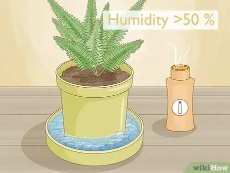 Imagen titulada Grow Fern Indoors Step 5