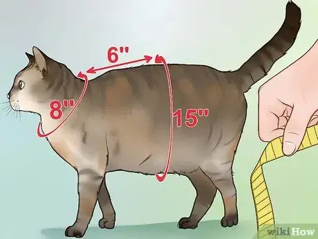 Imagen titulada Make a Harness for Your Fat Cat Step 1