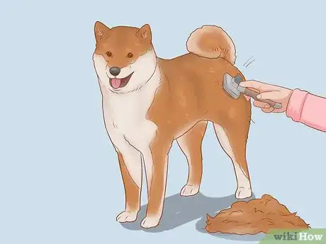 Imagen titulada Choose a Shiba Inu Puppy Step 7