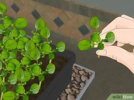 Imagen titulada Grow Watercress Step 9