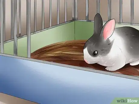 Imagen titulada Teach a Rabbit Not to Scratch Step 3