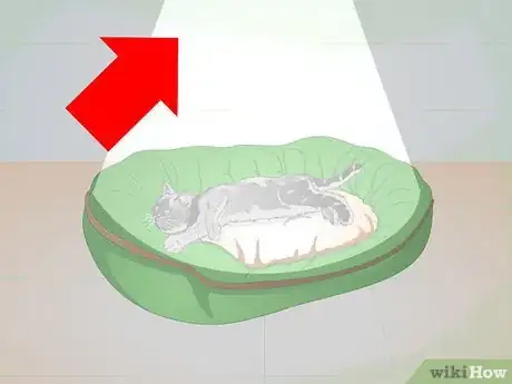 Imagen titulada Care for Your Cat After Neutering or Spaying Step 3