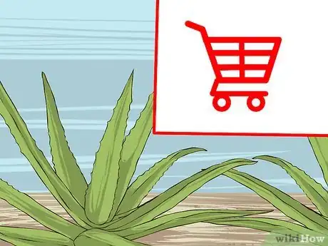 Imagen titulada Grow and Use Aloe Vera for Medicinal Purposes Step 1