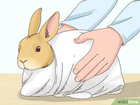 Imagen titulada Heal a Leg Fracture in a Rabbit Step 2