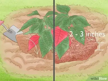 Imagen titulada Grow Poinsettia Step 4