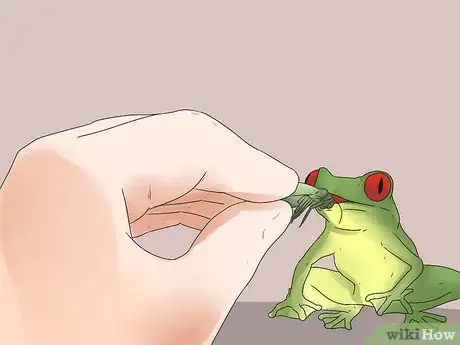 Imagen titulada Take Care of Frogs Step 12