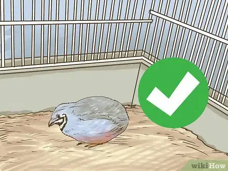 Imagen titulada Know if Button Quail Are Right for You Step 2