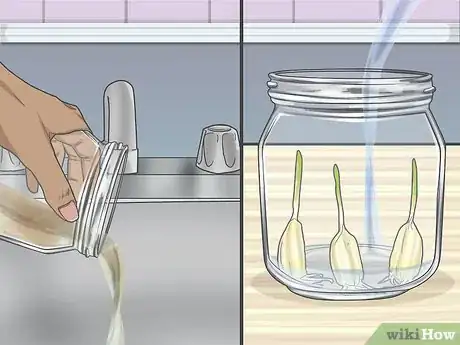 Imagen titulada Grow Garlic in Water Step 5