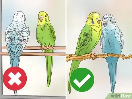 Imagen titulada Take Care of a Budgie Step 14