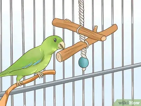 Imagen titulada Feed a Parrotlet Step 8