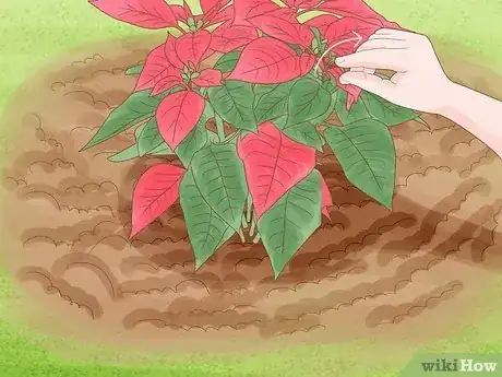 Imagen titulada Grow Poinsettia Step 7