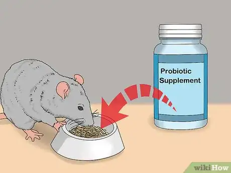 Imagen titulada Treat Diarrhea in Rats Step 11