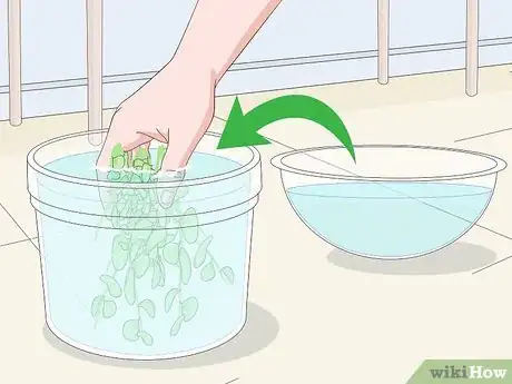 Imagen titulada Clean Aquarium Plants Step 6