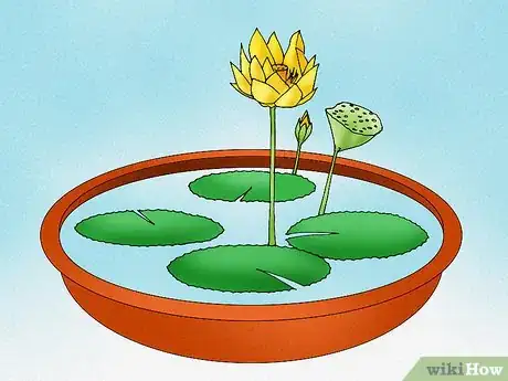 Imagen titulada Make a Lotus Pond Step 8