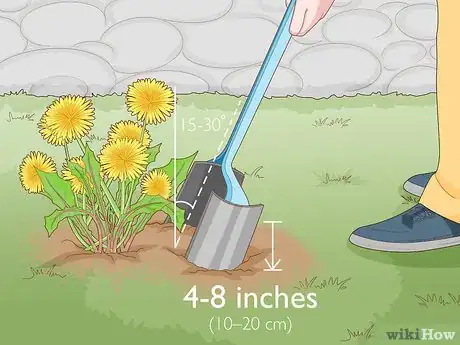 Imagen titulada Get Rid of Dandelions in a Lawn Step 2