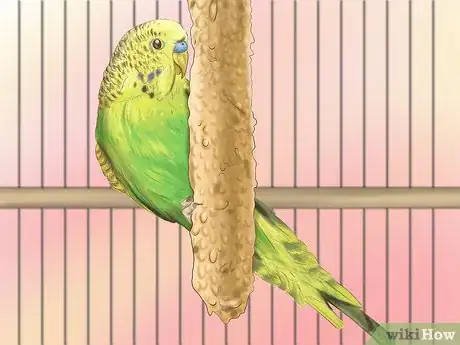 Imagen titulada Choose a Good Budgie Step 6