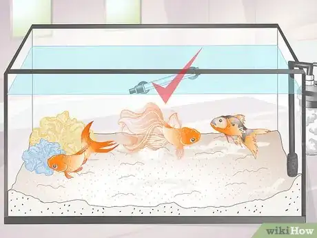 Imagen titulada Tell if Your Goldfish Is an Adult Step 1