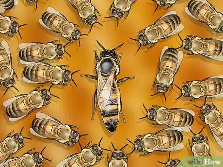 Imagen titulada Identify a Queen Bee Step 8