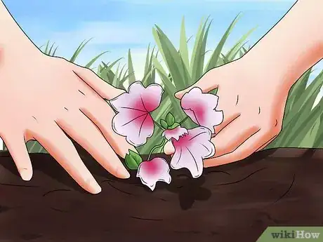 Imagen titulada Grow Geraniums Step 7