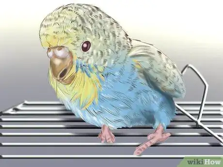 Imagen titulada Choose a Good Budgie Step 7