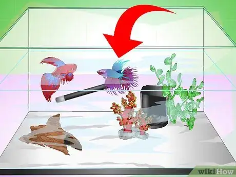 Imagen titulada Have a Happy Betta Fish Step 15