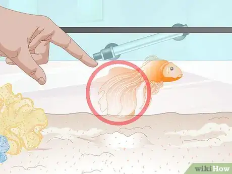 Imagen titulada Tell if Your Goldfish Is an Adult Step 3