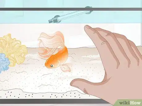 Imagen titulada Tell if Your Goldfish Is an Adult Step 2