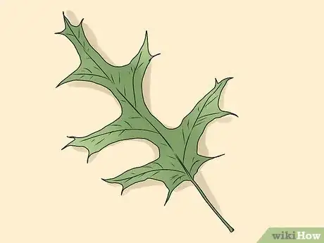 Imagen titulada Identify Oak Leaves Step 15