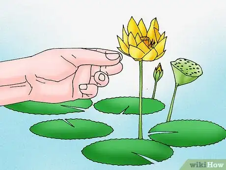 Imagen titulada Make a Lotus Pond Step 6