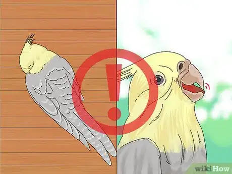 Imagen titulada Treat Diarrhea in Cockatiels Step 2