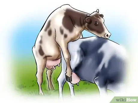 Imagen titulada Artificially Inseminate Cows and Heifers Step 1