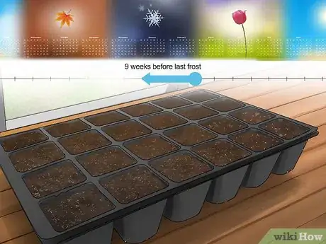 Imagen titulada Grow Eggplant Step 1