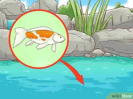 Imagen titulada Clean a Koi Pond Step 15