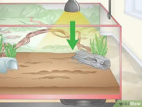 Imagen titulada Set up a Green Anole Tank Step 12