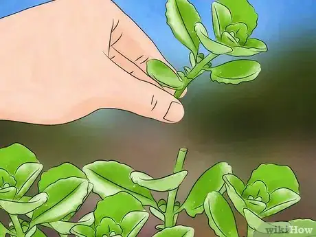 Imagen titulada Grow Oregano Step 10