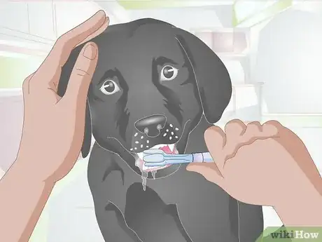 Imagen titulada Eliminate Dog Smell Step 11