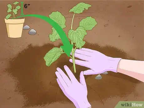 Imagen titulada Grow Broccoli Step 9