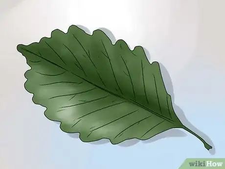 Imagen titulada Identify Oak Leaves Step 12