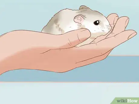 Imagen titulada Tame Your Winter White Hamster Step 10