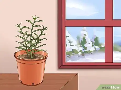 Imagen titulada Grow a Ginger Plant Step 13