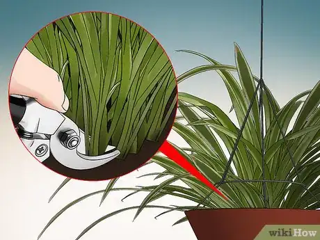 Imagen titulada Prune a Spider Plant Step 3