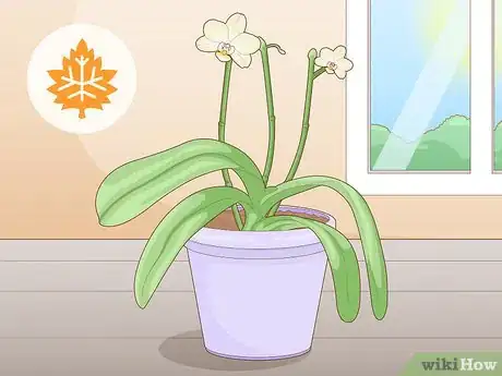 Imagen titulada Get Orchids to Rebloom Step 10