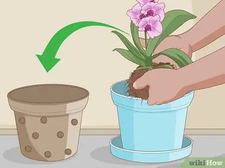 Imagen titulada Plant Orchids in a Pot Step 13