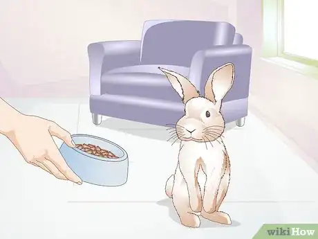 Imagen titulada Teach a Rabbit Not to Chew Furniture Step 2
