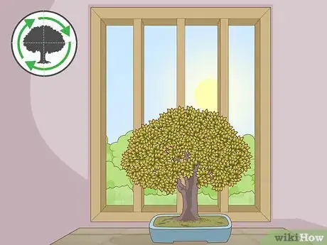 Imagen titulada Grow and Care for a Bonsai Tree Step 6