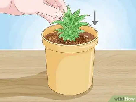 Imagen titulada Grow Dwarf Pineapples Step 2