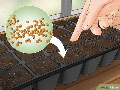 Imagen titulada Grow Eggplant Step 4