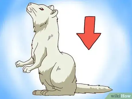 Imagen titulada Train Your Ferrets to Do Tricks Step 5